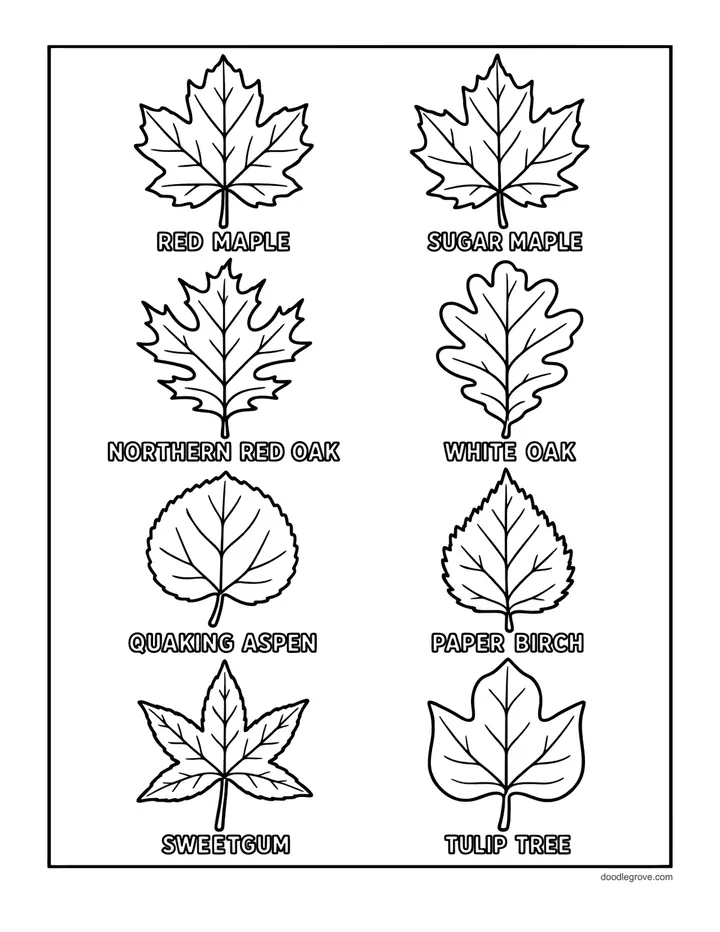 Leaves of North American Trees coloring page: eight labeled tree leaves including red maple, sugar maple, oaks, quaking aspen, paper birch and sweetgum