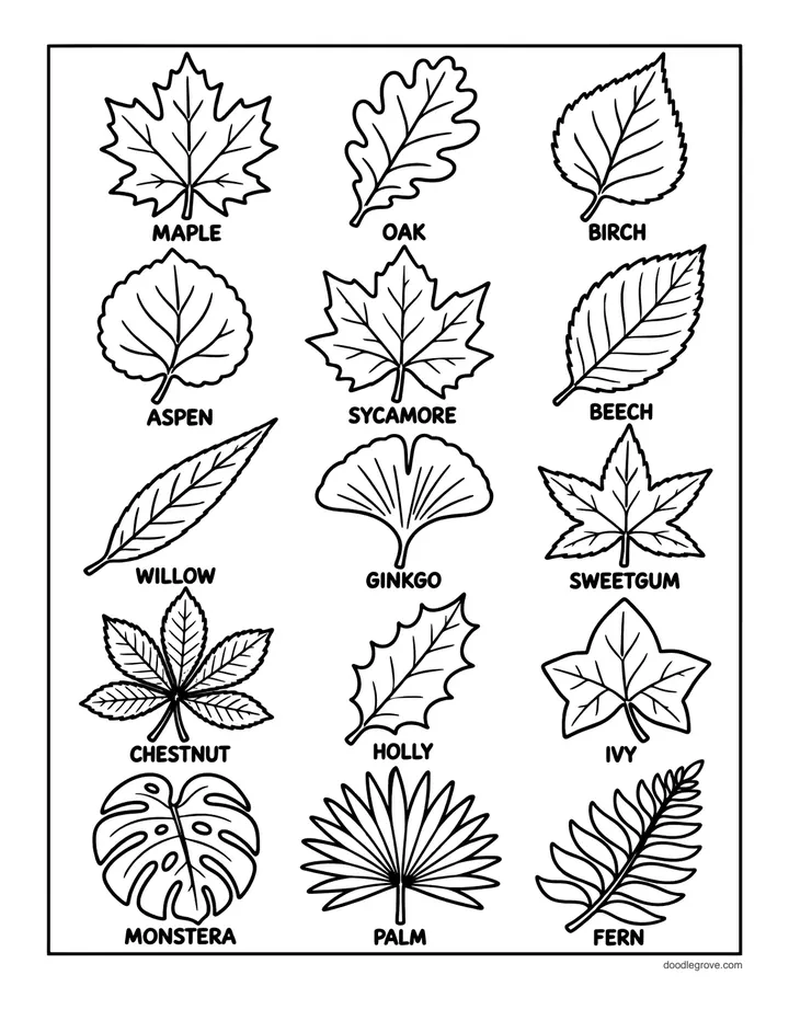 Leaf Identification Chart coloring page: fifteen tree leaves each labeled with its tree name