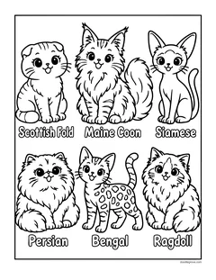 Six labeled cats: Scottish Fold, Maine Coon, Siamese, Persian, Bengal and Ragdoll