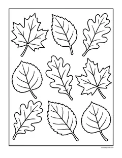 Nine different leaves on one page, including maple, oak and birch leaves