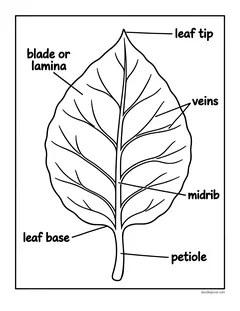 A large leaf with labels for the leaf tip, blade, veins, midrib, leaf base and petiole