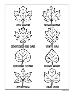 Eight labeled leaves: red maple, sugar maple, northern red oak, white oak, quaking aspen, paper birch, sweetgum and tulip tree
