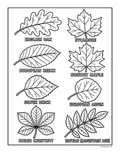 Eight labeled leaves: English oak, sycamore, European beech, Norway maple, silver birch, European aspen, horse chestnut and rowan