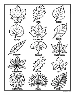Fifteen labeled leaves: maple, oak, birch, aspen, sycamore, beech, willow, ginkgo, sweetgum, chestnut, holly, ivy, monstera, palm and fern