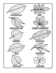 Ten labeled leaves: magnolia, ash, eucalyptus, horse chestnut, linden, banana, elm, bamboo, poplar and clover