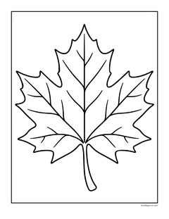 A single large maple leaf with its veins drawn in