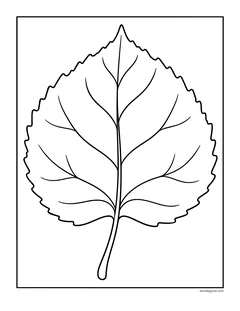 A single large rounded leaf with a toothed edge and veins