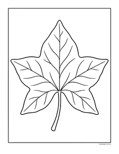 A single large ivy leaf with three pointed lobes and veins