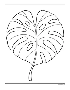A single large monstera leaf with holes and splits