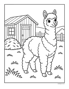 A fluffy alpaca standing in front of a farm shed and a hay pile