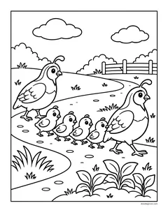 Two quails with head plumes leading five chicks along a path