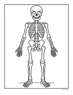 A full skeleton standing straight with its arms at its sides, showing the skull, ribs, spine, pelvis and the bones of the arms and legs