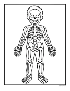 A child's body outline with hair, with the whole skeleton drawn inside it from the skull to the toes